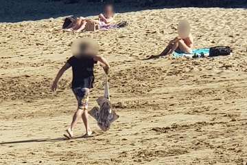 Un pescador submarino caza con fusil una especie protegida y la destripa a la vista de todos en Aguadulce/TA.